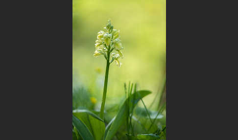 Blasses Knabenkraut (Orchis pallens)