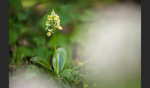 Blasses Knabenkraut (Orchis pallens)