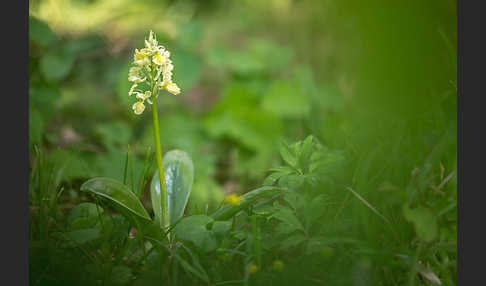 Blasses Knabenkraut (Orchis pallens)