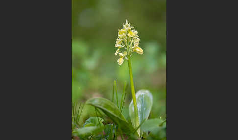 Blasses Knabenkraut (Orchis pallens)