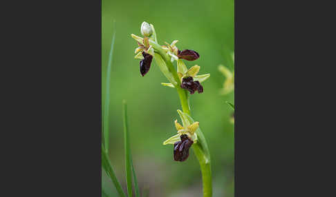 Spinnen-Ragwurz (Ophrys sphegodes)