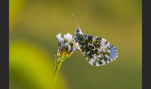 Aurorafalter (Anthocharis cardamines)