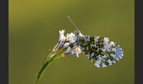 Aurorafalter (Anthocharis cardamines)