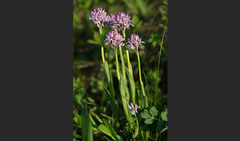 Dreizähniges Knabenkraut (Orchis tridentata)