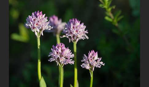 Dreizähniges Knabenkraut (Orchis tridentata)