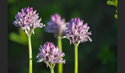 Dreizähniges Knabenkraut (Orchis tridentata)