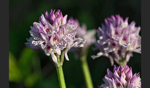 Dreizähniges Knabenkraut (Orchis tridentata)