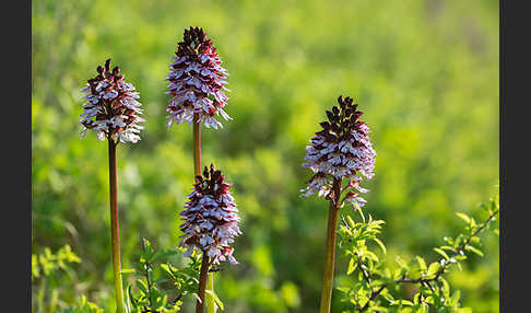 Brand-Knabenkraut (Orchis ustulata)