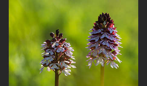 Brand-Knabenkraut (Orchis ustulata)