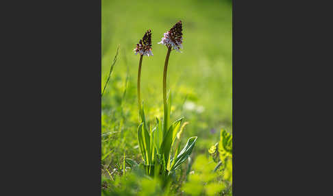 Brand-Knabenkraut (Orchis ustulata)