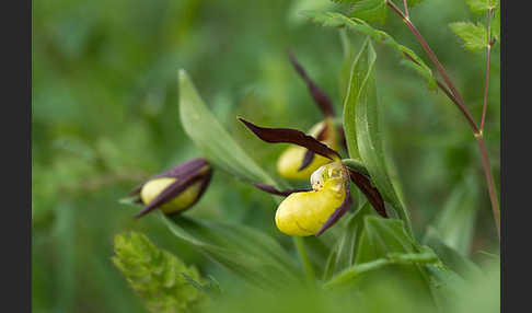 Frauenschuh (Cypripedium calceolus)