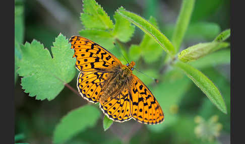 Silberfleck-Perlmuttfalter (Boloria euphrosyne)