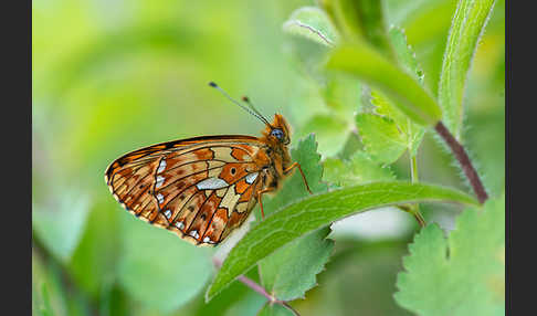 Silberfleck-Perlmuttfalter (Boloria euphrosyne)