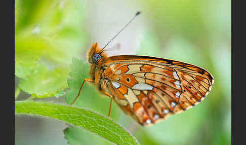 Silberfleck-Perlmuttfalter (Boloria euphrosyne)