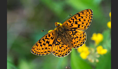 Silberfleck-Perlmuttfalter (Boloria euphrosyne)