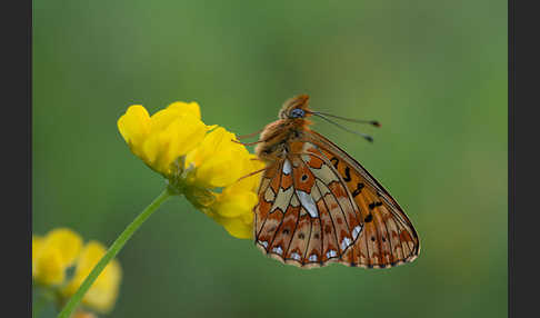 Silberfleck-Perlmuttfalter (Boloria euphrosyne)