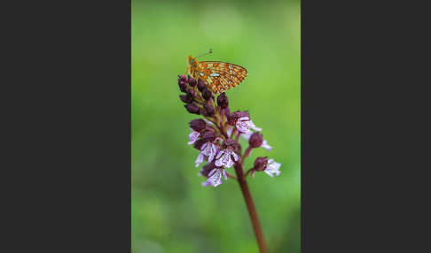 Silberfleck-Perlmuttfalter (Boloria euphrosyne)