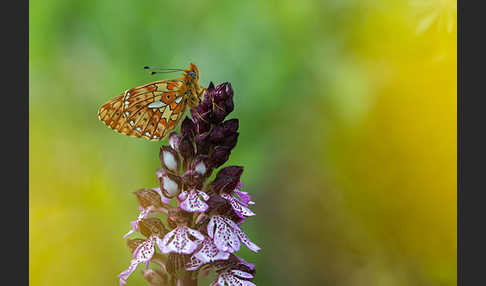 Silberfleck-Perlmuttfalter (Boloria euphrosyne)