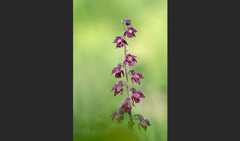 Braunrote Sitter (Epipactis atrorubens)