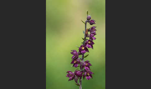 Braunrote Sitter (Epipactis atrorubens)