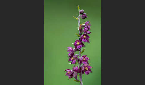 Braunrote Sitter (Epipactis atrorubens)