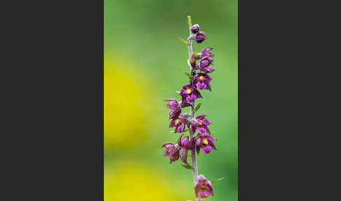 Braunrote Sitter (Epipactis atrorubens)