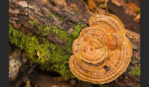 Rötender Blätterwirrling (Daedaleopsis confragosa)