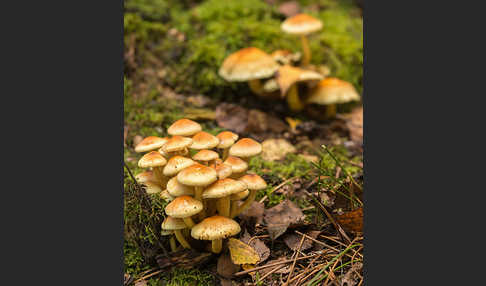 Rauchblättriger Schwefelkopf (Hypholoma capnoides)