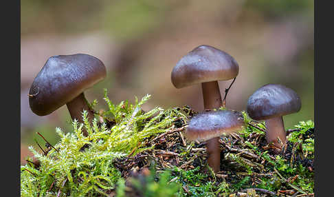 Horngrauer Rübling (Rhodocollybia butyracea)