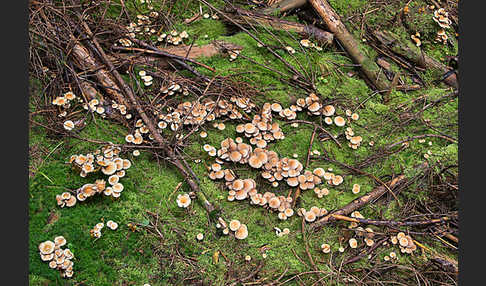 Natternstieliger Schwefelkopf (Hypholoma marginatum)