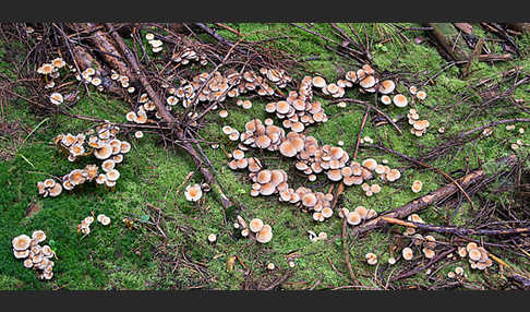 Natternstieliger Schwefelkopf (Hypholoma marginatum)