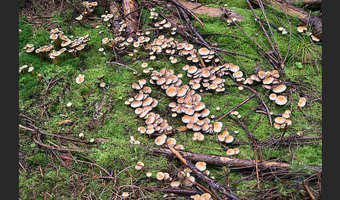 Natternstieliger Schwefelkopf (Hypholoma marginatum)