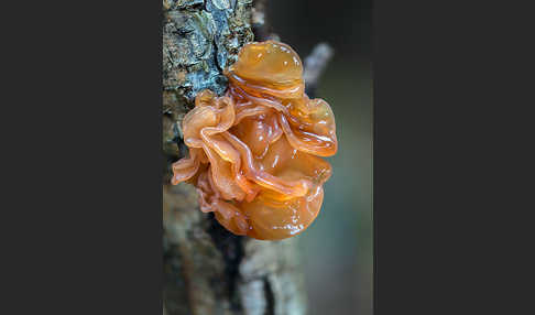 Rotbrauner Zitterling (Tremella foliacea)