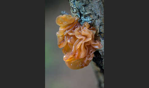 Rotbrauner Zitterling (Tremella foliacea)