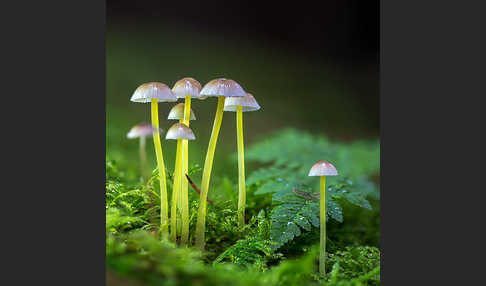 Dehnbarer Helmling (Mycena epipterygia)