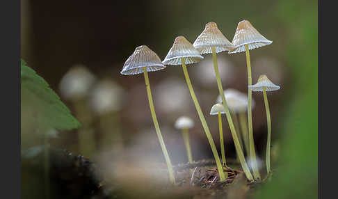 Dehnbarer Helmling (Mycena epipterygia)