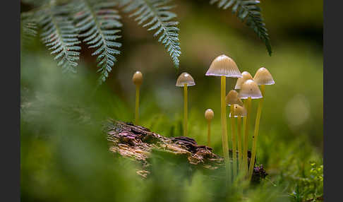 Dehnbarer Helmling (Mycena epipterygia)