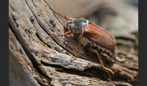 Feldmaikäfer (Melolontha melolontha)