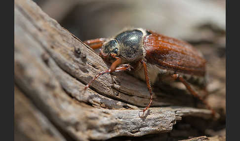 Feldmaikäfer (Melolontha melolontha)