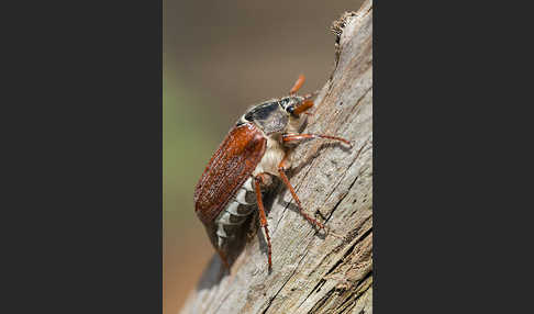 Feldmaikäfer (Melolontha melolontha)