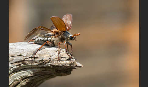 Feldmaikäfer (Melolontha melolontha)