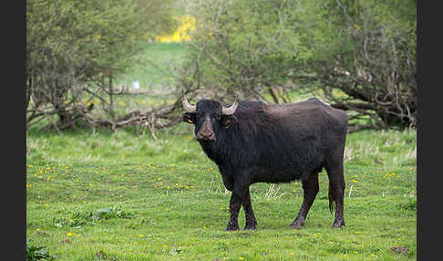 Wasserbüffel (Bubalus arnee)