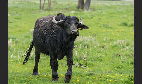 Wasserbüffel (Bubalus arnee)