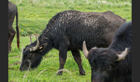 Wasserbüffel (Bubalus arnee)