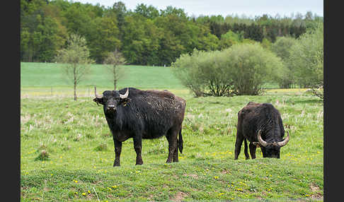 Wasserbüffel (Bubalus arnee)