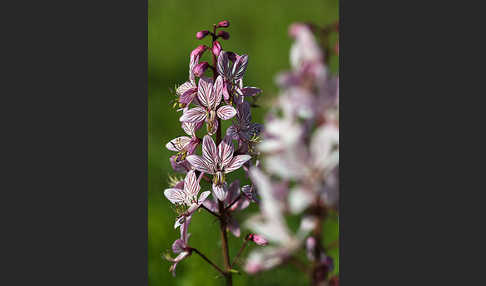 Diptam (Dictamnus albus)