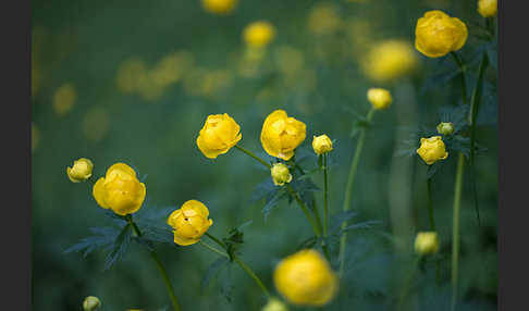 Trollblume (Trollius europaeus)