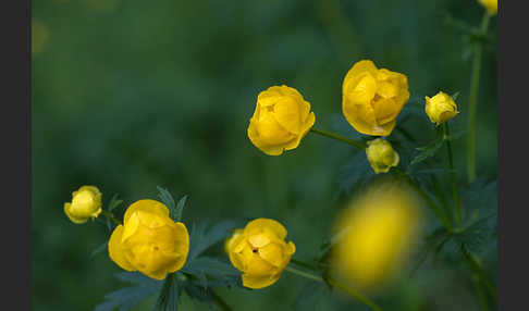 Trollblume (Trollius europaeus)