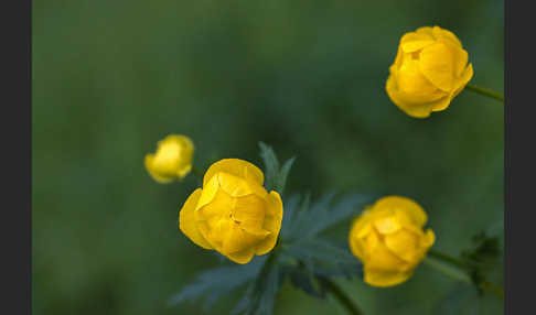 Trollblume (Trollius europaeus)