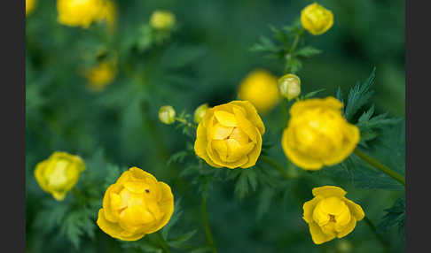 Trollblume (Trollius europaeus)